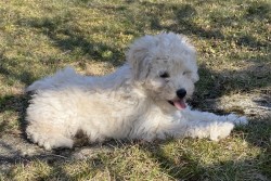 Inzerce psů Štěňátko PULI