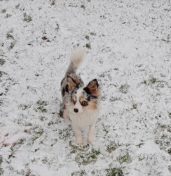 Inzerce psů Čivava dlouhosrstá fenka