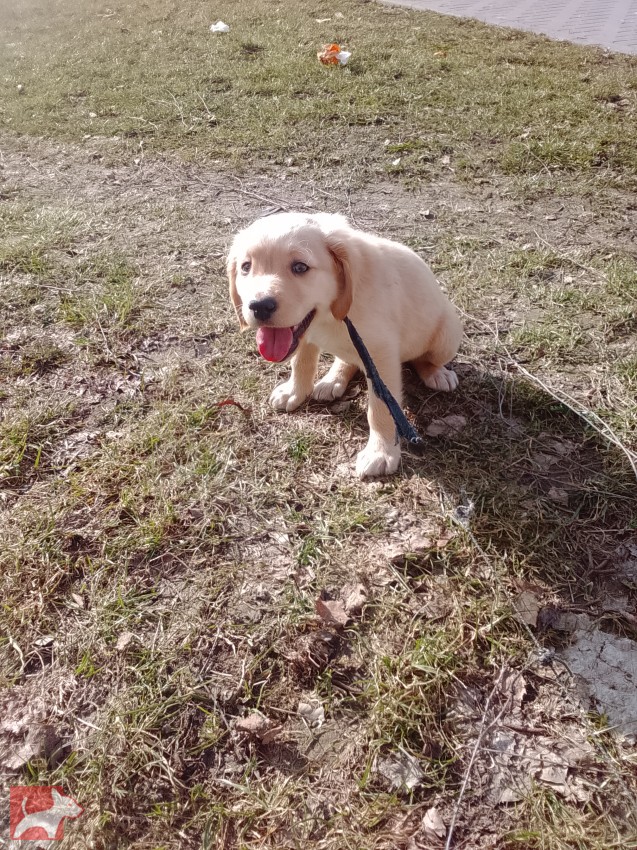 zlatý retrívr – čistokrevný pejsek, 9 týdnů, očkovaný, čipovaný – ihned k odběru