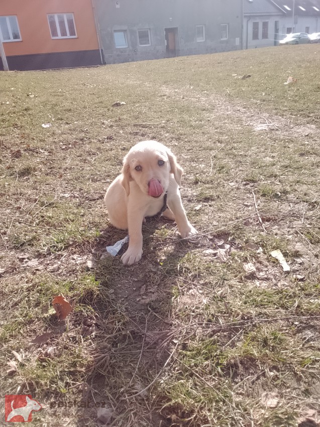zlatý retrívr – čistokrevný pejsek, 9 týdnů, očkovaný, čipovaný – ihned k odběru
