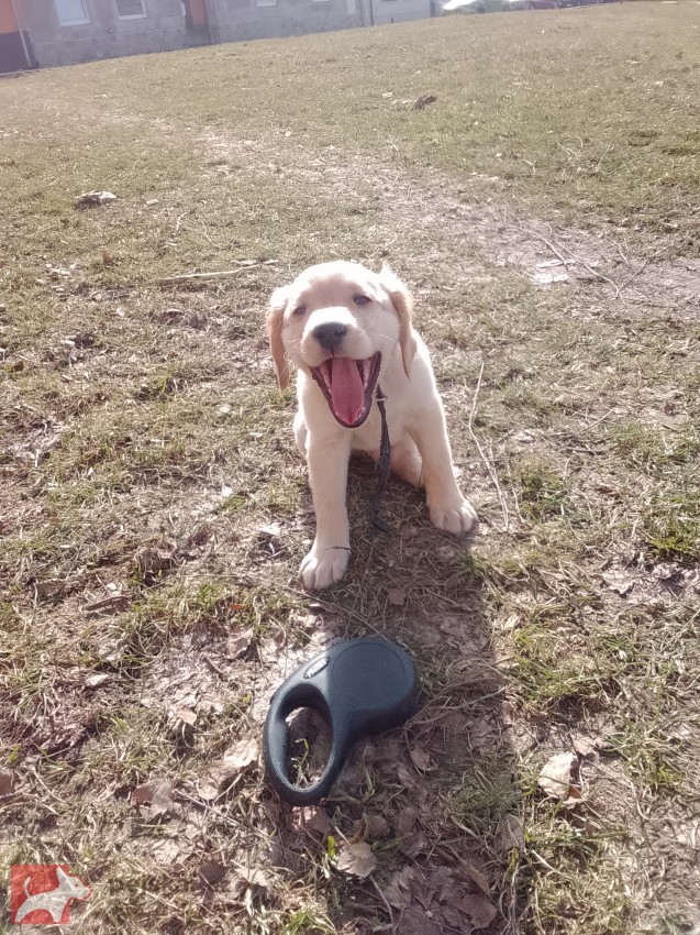 zlatý retrívr – čistokrevný pejsek, 9 týdnů, očkovaný, čipovaný – ihned k odběru