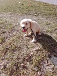 Inzerce psů zlatý retrívr – čistokrevný pejsek, 9 týdnů, očkovaný, čipovaný – ihned k odběru