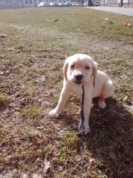 zlatý retrívr – čistokrevný pejsek, 9 týdnů, očkovaný, čipovaný – ihned k odběru