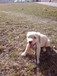 zlatý retrívr – čistokrevný pejsek, 9 týdnů, očkovaný, čipovaný – ihned k odběru