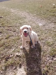 zlatý retrívr – čistokrevný pejsek, 9 týdnů, očkovaný, čipovaný – ihned k odběru