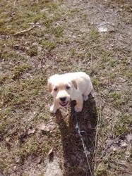 zlatý retrívr – čistokrevný pejsek, 9 týdnů, očkovaný, čipovaný – ihned k odběru