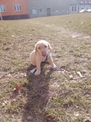 zlatý retrívr – čistokrevný pejsek, 9 týdnů, očkovaný, čipovaný – ihned k odběru