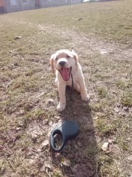 zlatý retrívr – čistokrevný pejsek, 9 týdnů, očkovaný, čipovaný – ihned k odběru