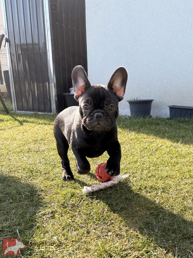 Francouzský buldoček štěňata s PP