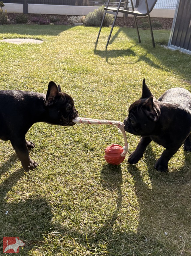 Francouzský buldoček štěňata s PP