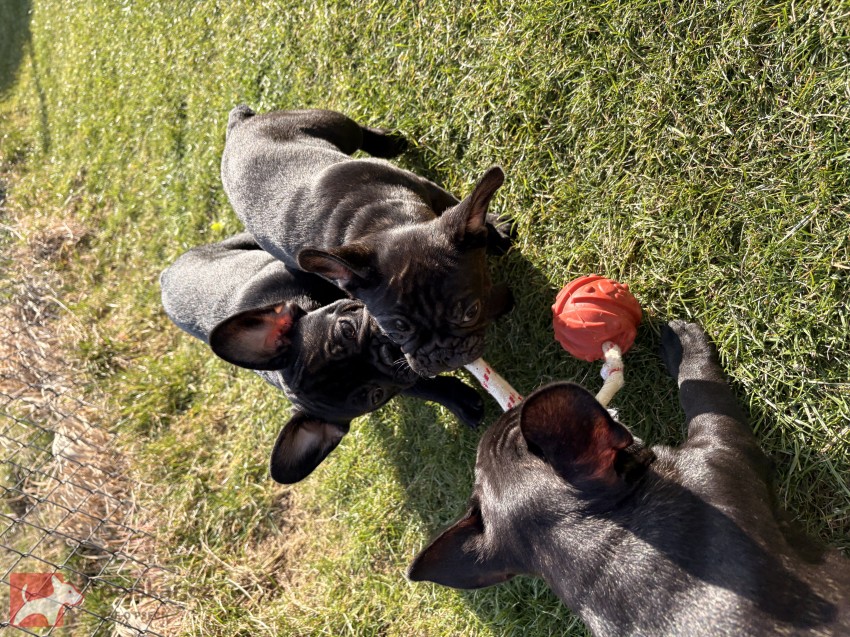 Francouzský buldoček štěňata s PP
