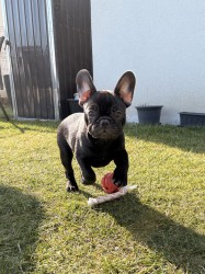 Inzerce psů Francouzský buldoček štěňata s PP