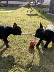 Francouzský buldoček štěňata s PP