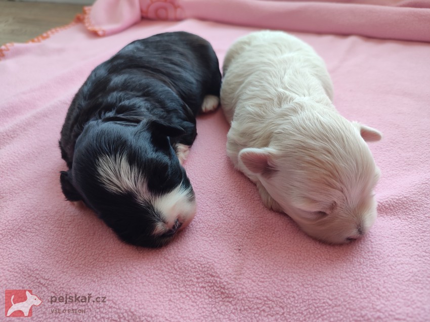 Štěňátka havanského psíka s PP