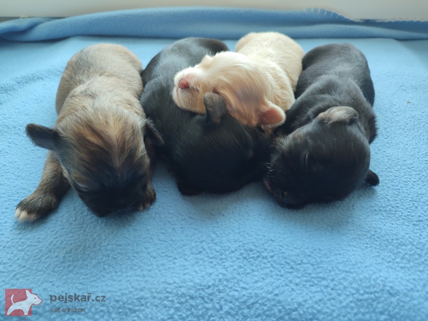 Štěňátka havanského psíka s PP