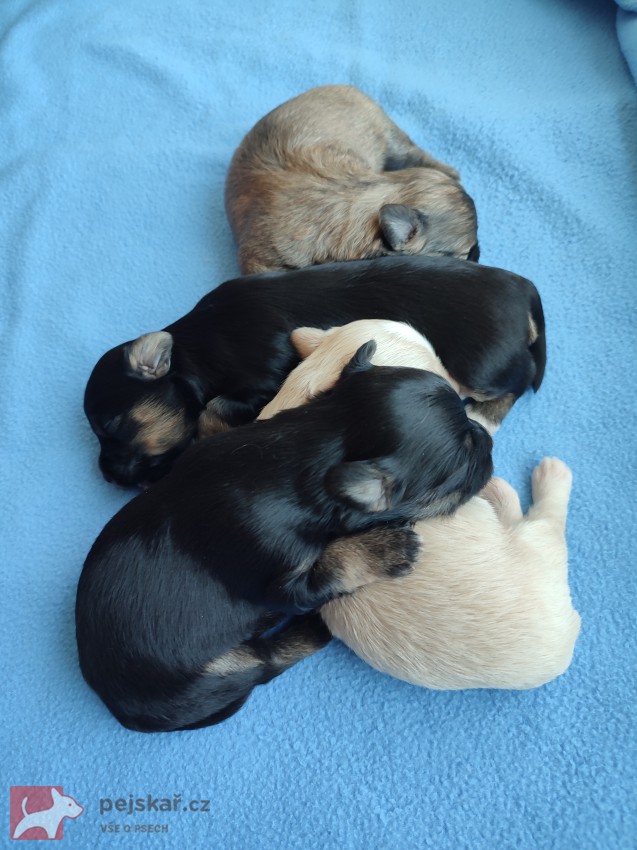 Štěňátka havanského psíka s PP