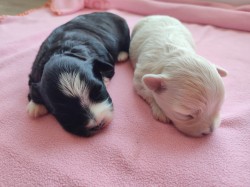 Inzerce psů Štěňátka havanského psíka s PP