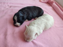 Štěňátka havanského psíka s PP