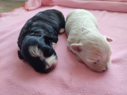 Štěňátka havanského psíka s PP