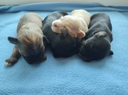 Štěňátka havanského psíka s PP