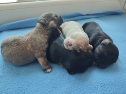 Štěňátka havanského psíka s PP