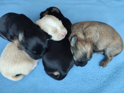 Štěňátka havanského psíka s PP