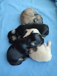 Štěňátka havanského psíka s PP