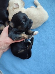 Štěňátka havanského psíka s PP