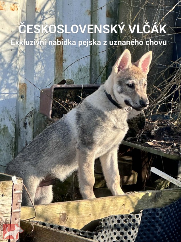 Československý vlčák s rodokmenem TOP nabídka