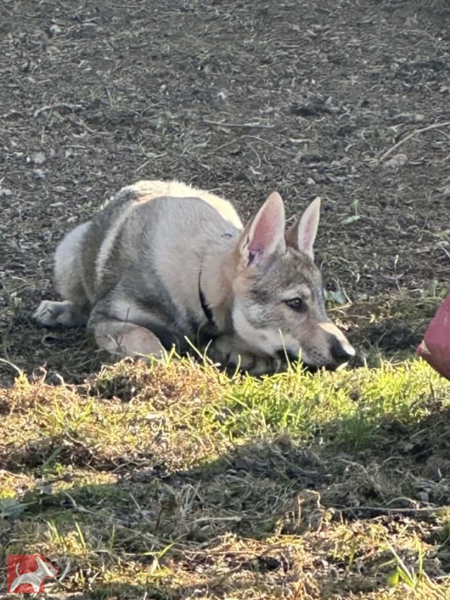 Československý vlčák s rodokmenem TOP nabídka