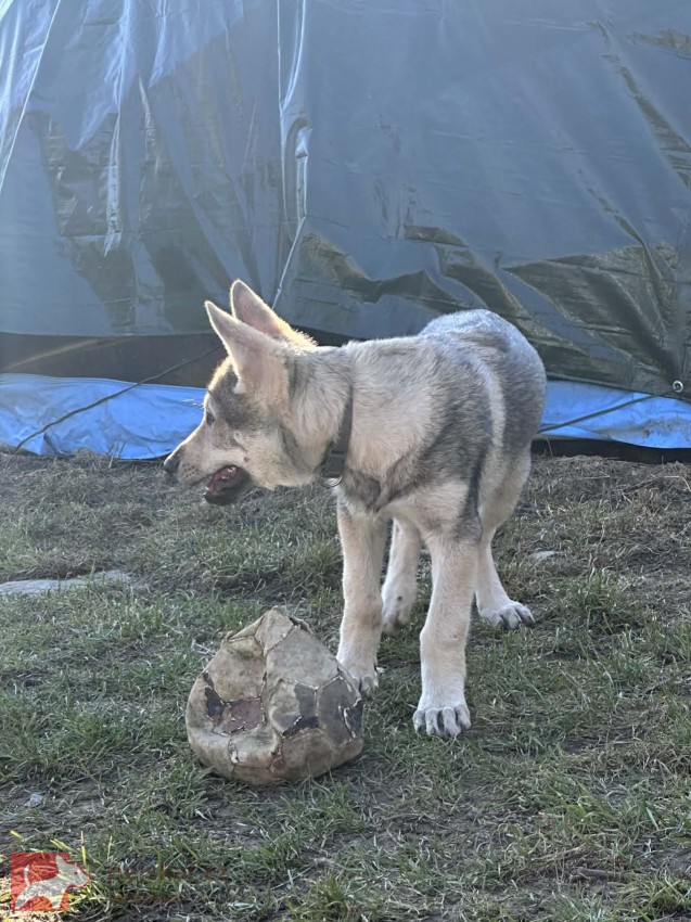 Československý vlčák s rodokmenem TOP nabídka