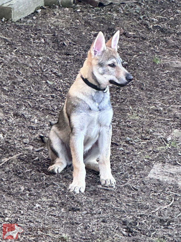 Československý vlčák s rodokmenem TOP nabídka