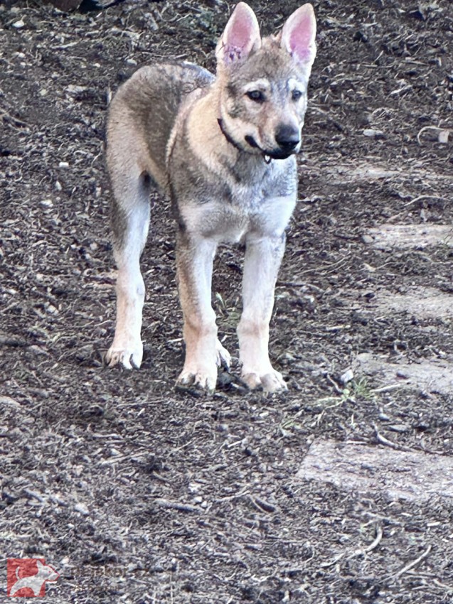 Československý vlčák s rodokmenem TOP nabídka
