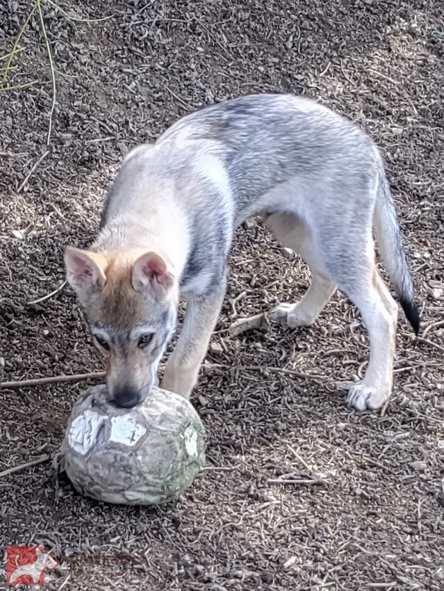 Československý vlčák s rodokmenem TOP nabídka