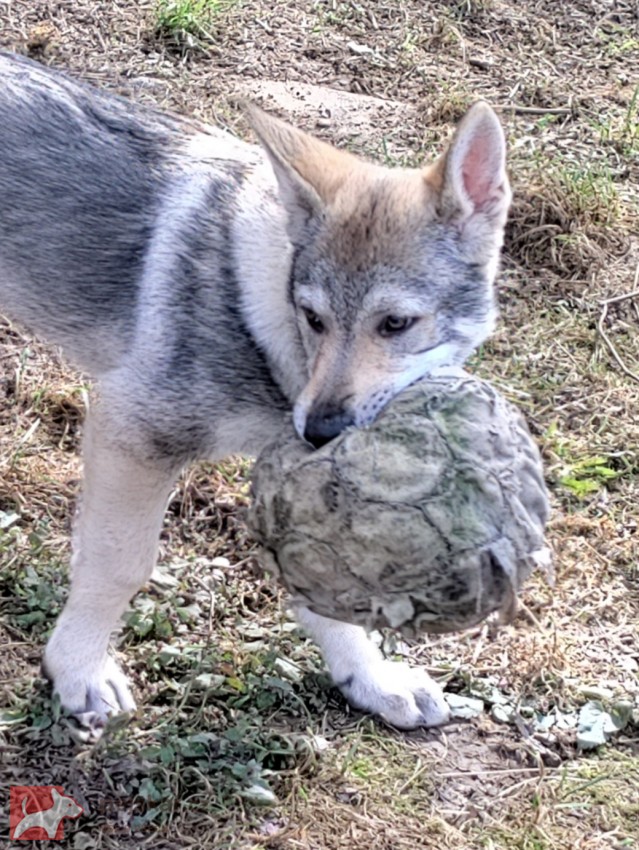 Československý vlčák s rodokmenem TOP nabídka