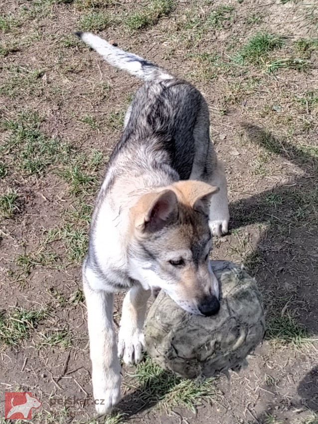 Československý vlčák s rodokmenem TOP nabídka