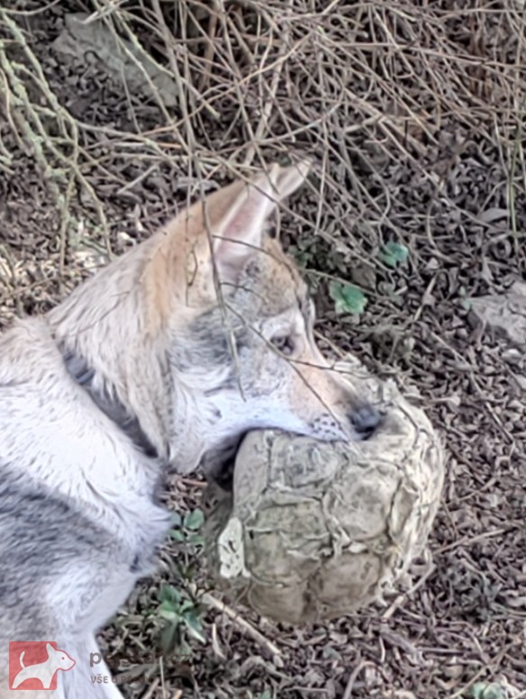 Československý vlčák s rodokmenem TOP nabídka