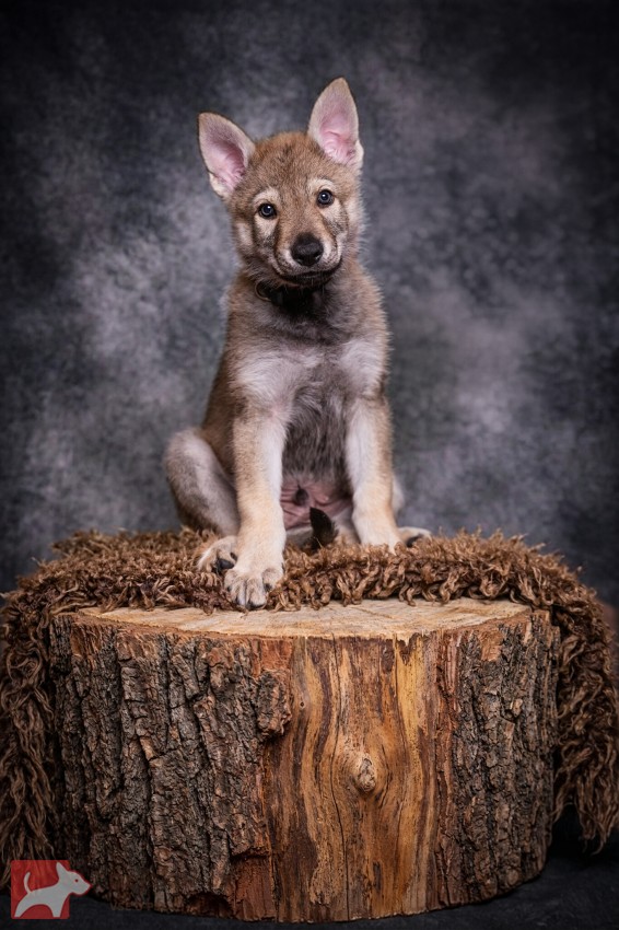 Československý vlčák s rodokmenem TOP nabídka