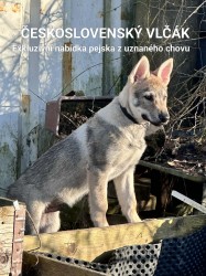 Inzerce psů Československý vlčák s rodokmenem TOP nabídka