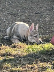 Československý vlčák s rodokmenem TOP nabídka