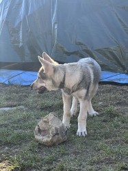 Československý vlčák s rodokmenem TOP nabídka
