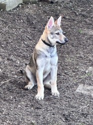 Československý vlčák s rodokmenem TOP nabídka