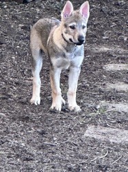 Československý vlčák s rodokmenem TOP nabídka