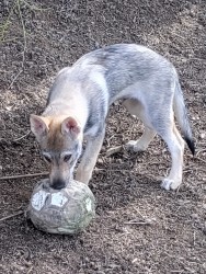 Československý vlčák s rodokmenem TOP nabídka