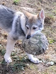 Československý vlčák s rodokmenem TOP nabídka