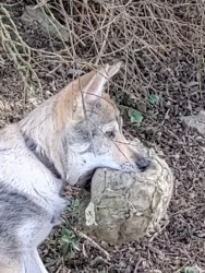 Československý vlčák s rodokmenem TOP nabídka