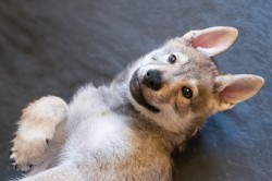 Československý vlčák s rodokmenem TOP nabídka