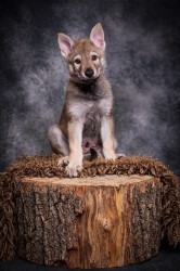 Československý vlčák s rodokmenem TOP nabídka