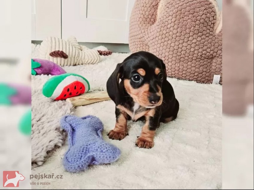 Jezevčík hladkosrstý trpasličí