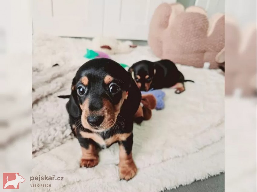 Jezevčík hladkosrstý trpasličí